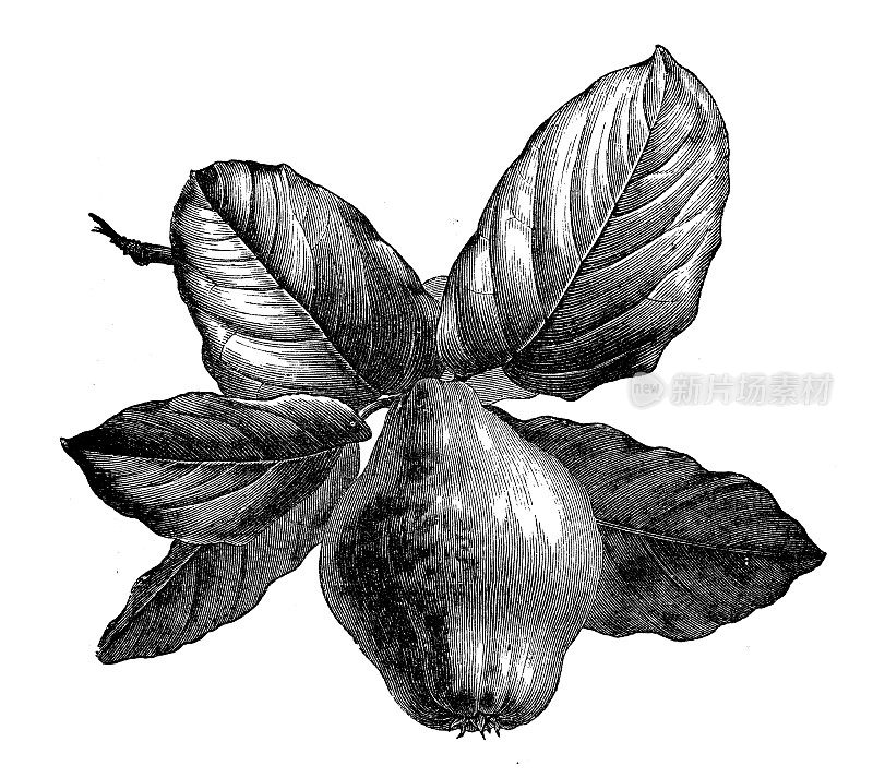 古植物学插图:十五(Cydonia oblonga)